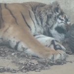 安佐動物公園の園内放送が壊れて…アムールトラも驚くw