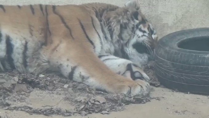 聞き慣れた園内放送に異変、そのときアムールトラは…？【広島 安佐動物公園】のサムネイル画像