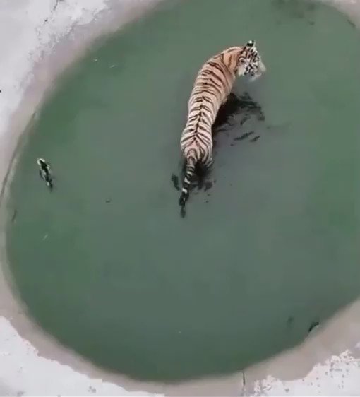トラがカモに弄ばれるとは・・・！世の中も変わったもんだ