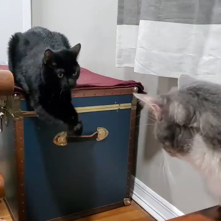 Name: Wadsworth 😺
Personality type: demanding
Likes: begging for anything I want — food, toys, even jumping to the next table 😏
https://t.co/W6eh9csOlO https://t.co/odgzVYbEER