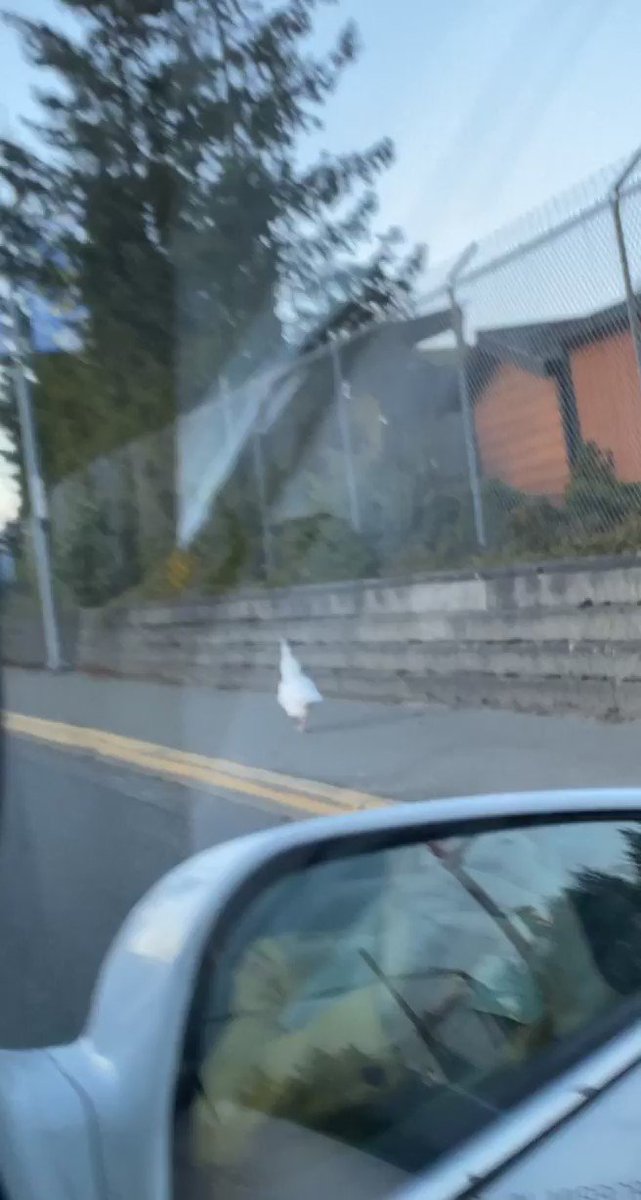 there was an albino peacock just vibing on the sidewalk?? https://t.co/lQZSeGFFp4