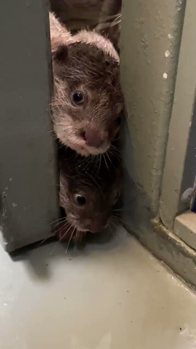 サンシャイン水族館 好奇心旺盛なカワウソ の仔たち 少し開けた扉の隙間に次から次へと顔が 父親のラジャの頻度も多めです 無限カワウソ 毎日カワウソ 休園中の動物園水族館 コツメカワウソ サンシャイン水族館 好奇心旺盛なカワウソ の仔たち 少し開けた扉の隙間に次から次へと顔が 父親のラジャの頻度も多めです 無限カワウソ 毎日カワウソ 休園中の動物園水族館 コツメカワウソ