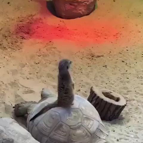 If you’ve already seen a meerkat chillin on the back of a turtle today just keep on scrolling...https://t.co/sOoOn2aAZO