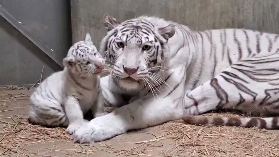 宇都宮動物園 公式 お母さんのおひげも僕のもの べ ホワイトタイガー アース シラナミ 赤ちゃん ひげ 猛獣 宇都宮動物園 T Co Hntfuspqc2 Twitter