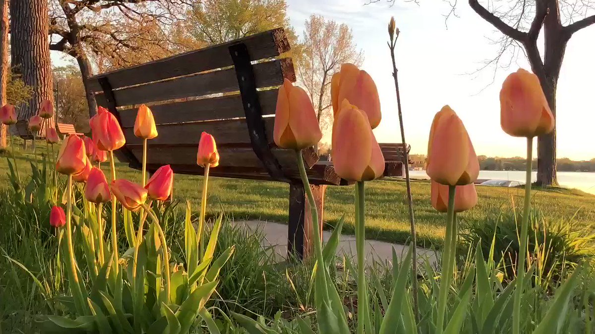 Beautiful #tulips in White Bear Lake, MN #MNwx #Minnesota #Weather #Wxtwitter this morning @WeatherNation https://t.co/tglt0jhbeh