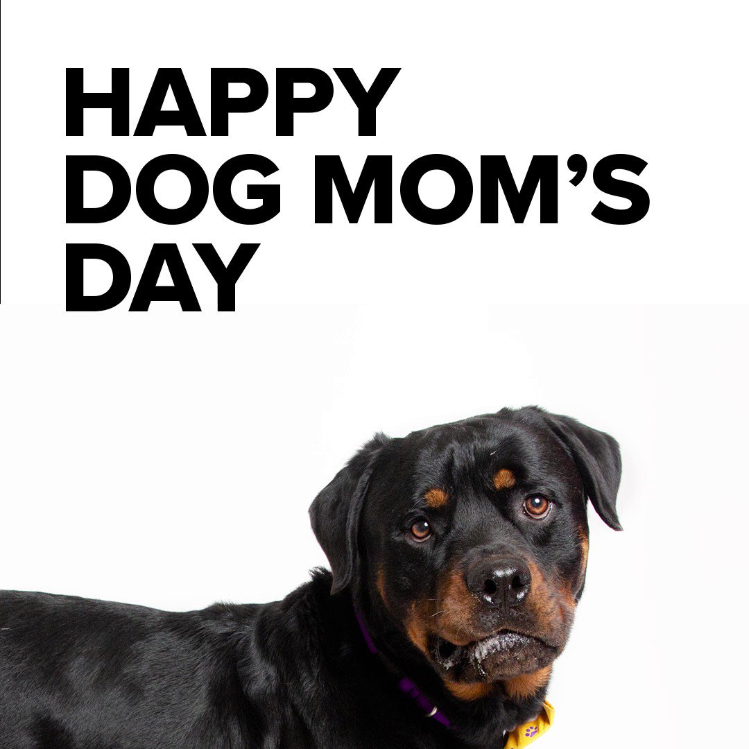 When Is National Rottweiler Day