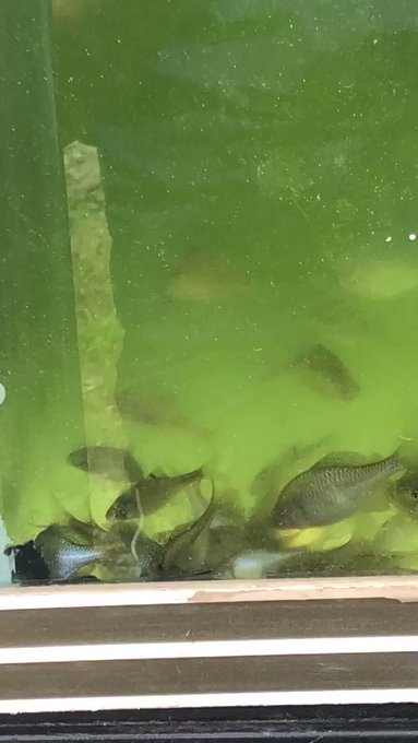 Okfish中村さん の最近のツイート 3 Whotwi グラフィカルtwitter分析