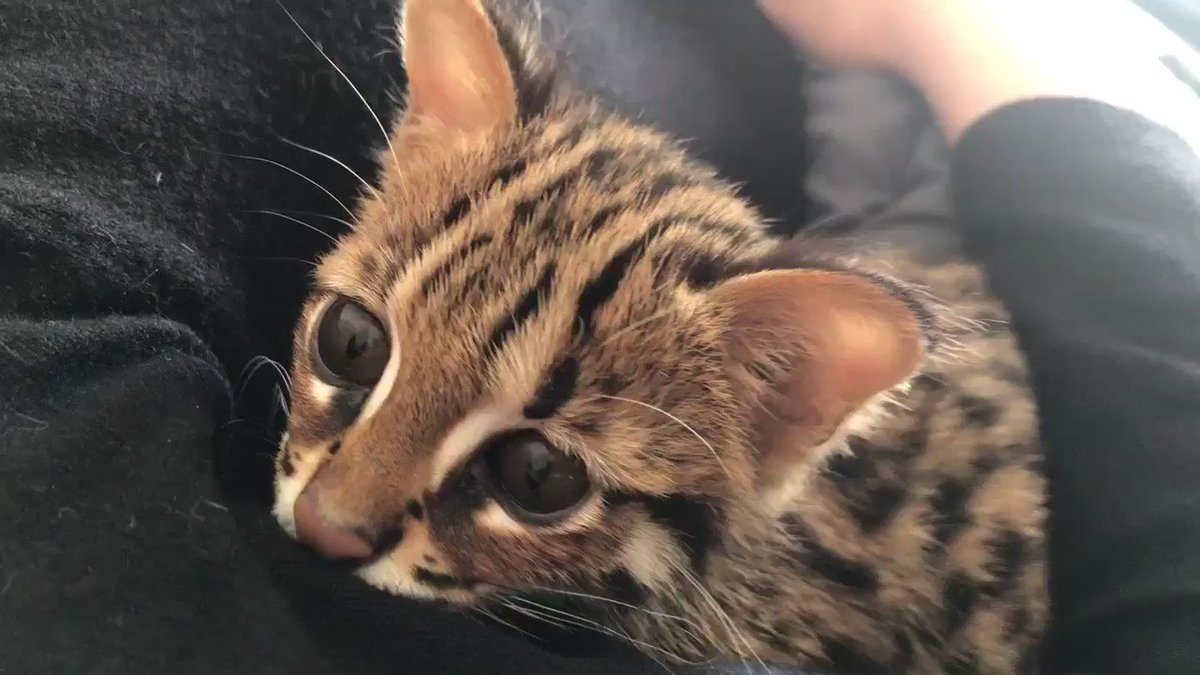 AsianLeopardCatLEO (@asian_leopard) / X