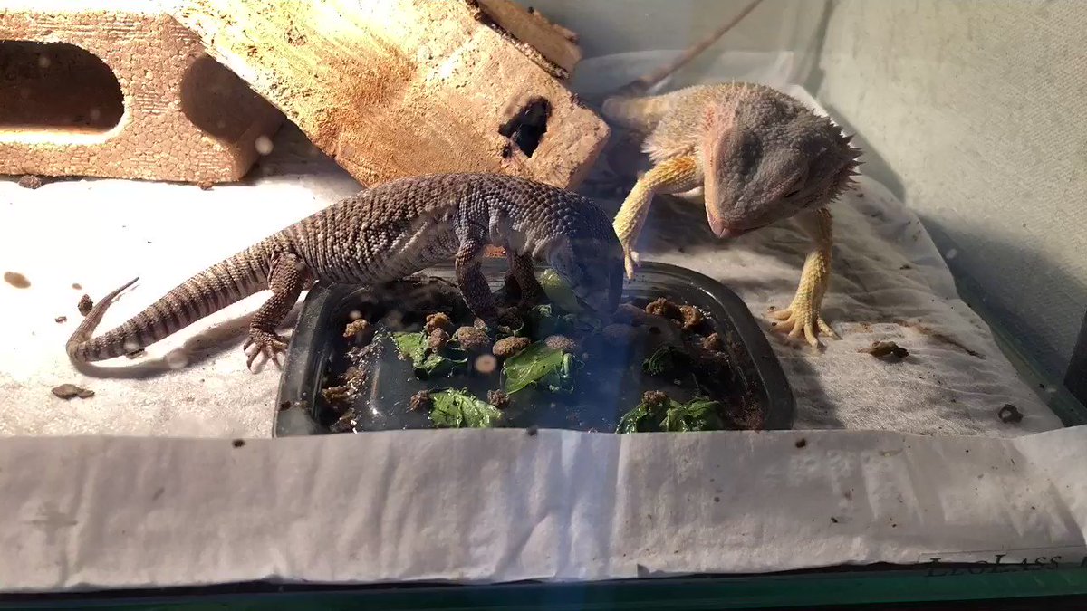 ペット初心者におすすめのトカゲの種類12選 飼育ポイントも解説 ペット初心者におすすめのトカゲの種類12選 飼育ポイントも解説