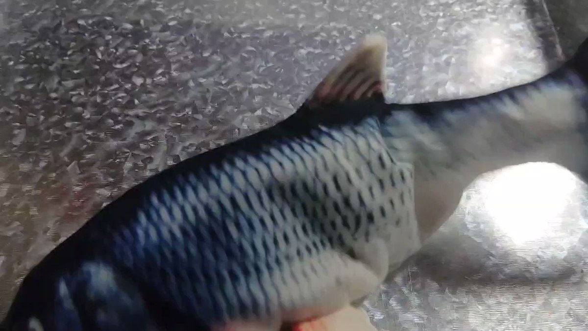 猫用おもちゃの魚 活きが良すぎて引くレベル 猫さんまでドン引き これはビビる うちの猫さんも怖がる Togetter 猫用おもちゃの魚 活きが良すぎて引くレベル 猫さんまでドン引き これはビビる うちの猫さんも怖がる Togetter