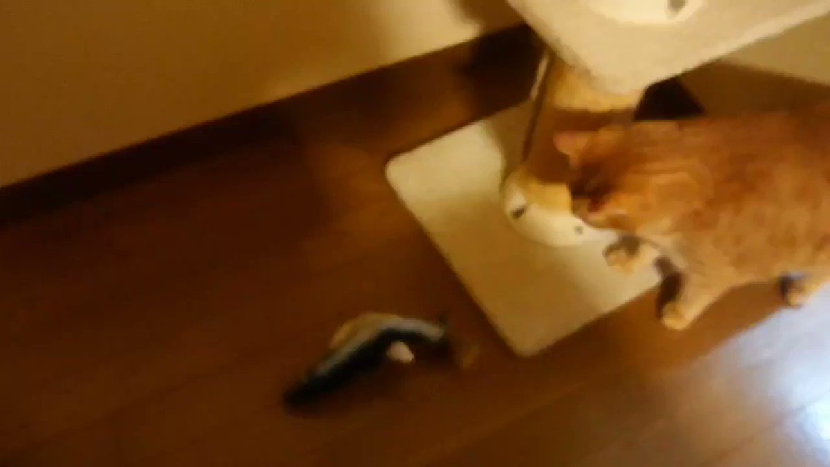 猫用おもちゃの魚 活きが良すぎて引くレベル 猫さんまでドン引き これはビビる うちの猫さんも怖がる Togetter
