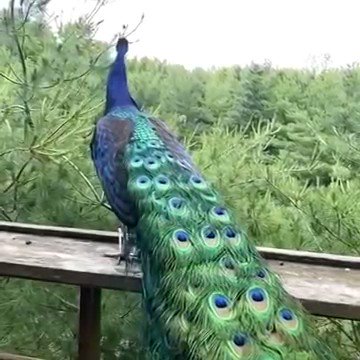 RT @TheWayfarerSoul: Peacock taking flight, a rare sight. https://t.co/XJkl0tnWb1