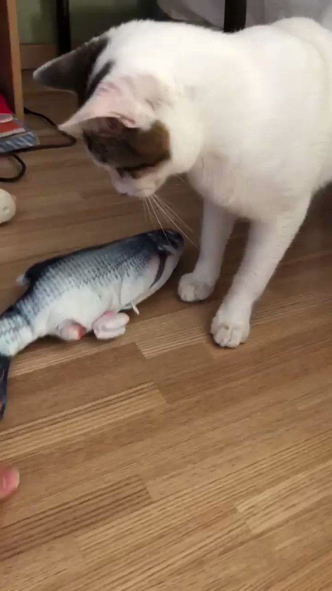 猫用おもちゃの魚 活きが良すぎて引くレベル 猫さんまでドン引き これはビビる うちの猫さんも怖がる Togetter