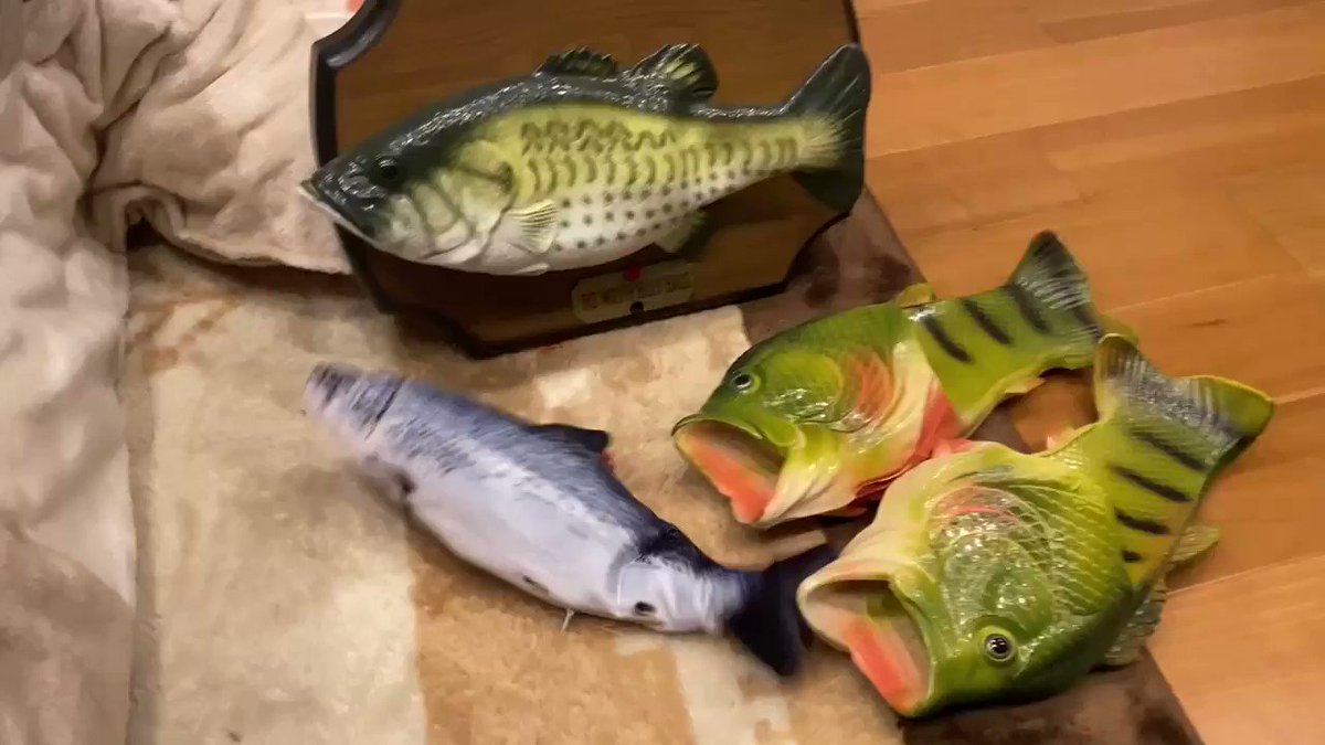 猫用おもちゃの魚 活きが良すぎて引くレベル 猫さんまでドン引き これはビビる うちの猫さんも怖がる Togetter 猫用おもちゃの魚 活きが良すぎて引くレベル 猫さんまでドン引き これはビビる うちの猫さんも怖がる Togetter