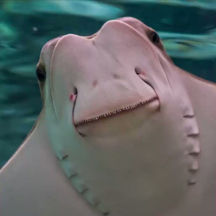@oceana's photo on Rays