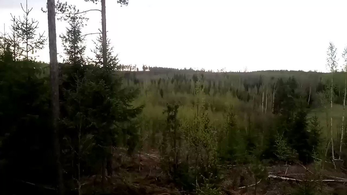 Sunnuntaina alkaa kaurispukkien katselut @MtJok73 https://t.co/liIjnQEC7B