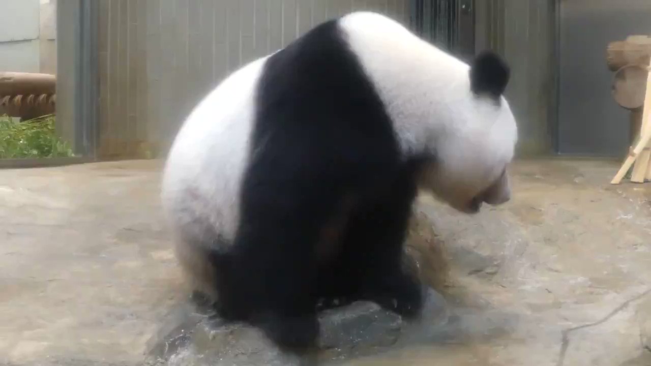 上野動物園 公式 水飲みにすっぽり ジャイアントパンダ のしっぽは何色かな 白 Stayhomeでシャンシャン おうちでzoo T Co Knhrfallo3 Twitter