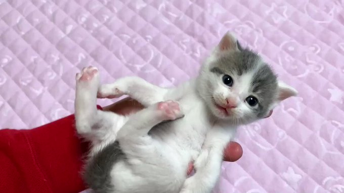 【動画】子猫、生まれて初めての目薬に悶絶のサムネイル画像