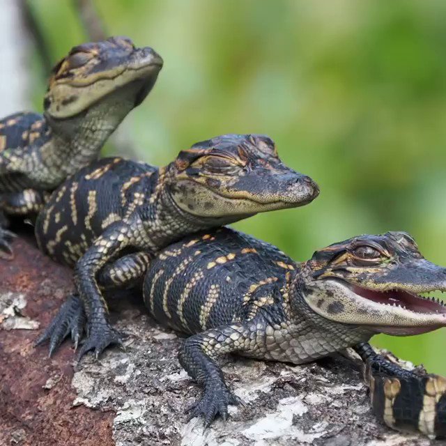 Gators Daily 🐊 on Twitter: quot this is the cutest thing I #39 ve ever seen