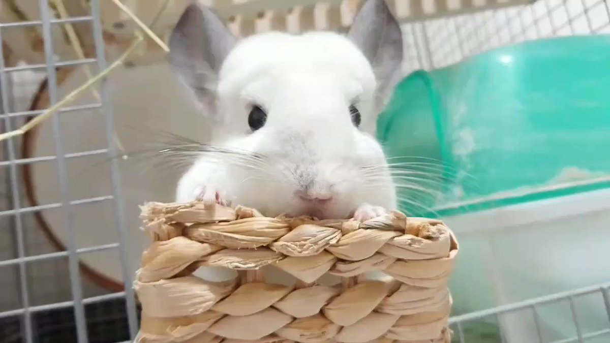 可愛い小動物のチンチラを飼っている方のツイートのまとめ その5 Cureco Beta 可愛い小動物のチンチラを飼っている方のツイートのまとめ その5 Cureco Beta