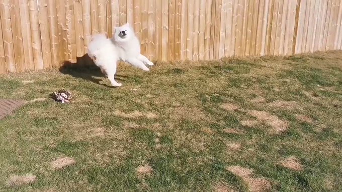 Loki chased some little butterflies in the backyard ?? https://t.co/lEbmRxzrvv