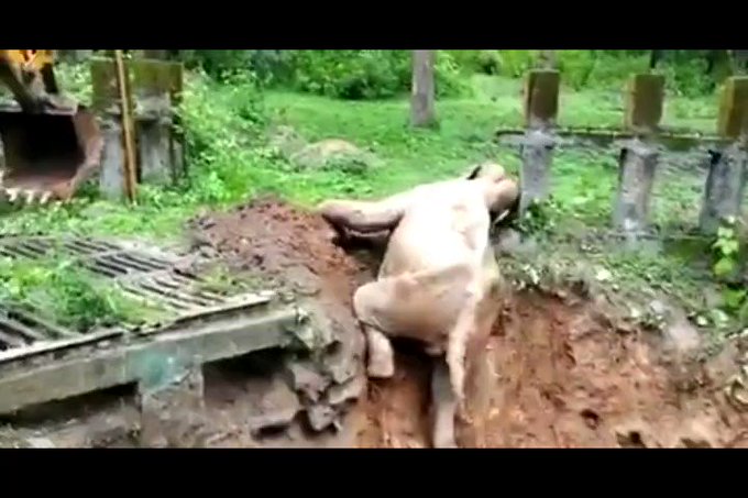 【朗報】崖から落ちたゾウ、ショベルカーで救出された後にちゃんとお礼するのサムネイル画像