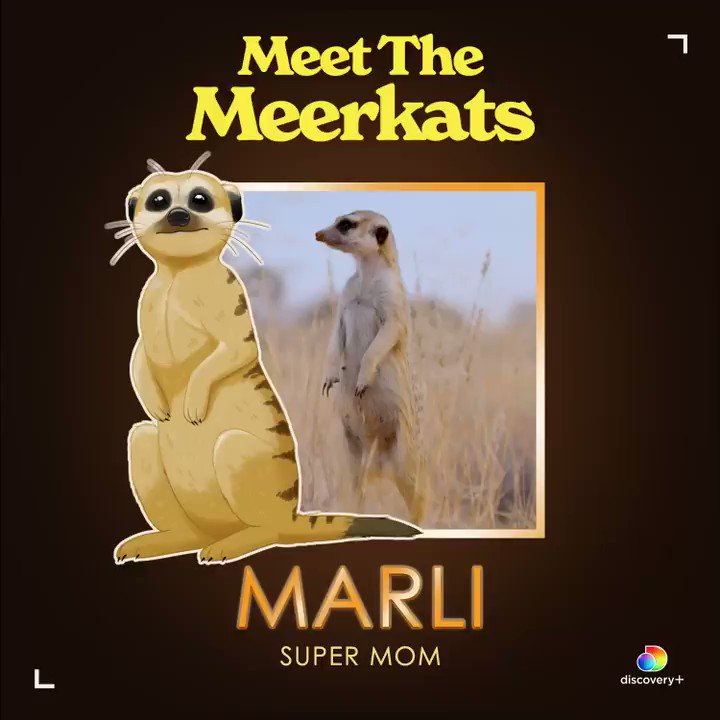 Animal Planet on Twitter: Animal Planet on Twitter: