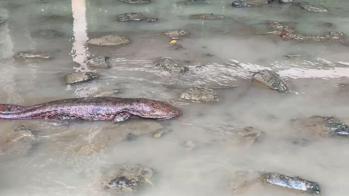 特別天然記念物 オオサンショウウオは 大雨の後の鴨川で 風物詩 レベルでよく目撃されるらしい オオサンショウウオのシーズンだな Togetter 特別天然記念物 オオサンショウウオは 大雨の後の鴨川で 風物詩 レベルでよく目撃されるらしい オオサンショウウオのシーズンだな Togetter