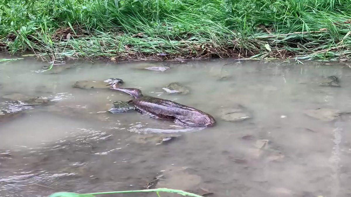 特別天然記念物 オオサンショウウオは 大雨の後の鴨川で 風物詩 レベルでよく目撃されるらしい オオサンショウウオのシーズンだな Togetter 特別天然記念物 オオサンショウウオは 大雨の後の鴨川で 風物詩 レベルでよく目撃されるらしい オオサンショウウオのシーズンだな Togetter