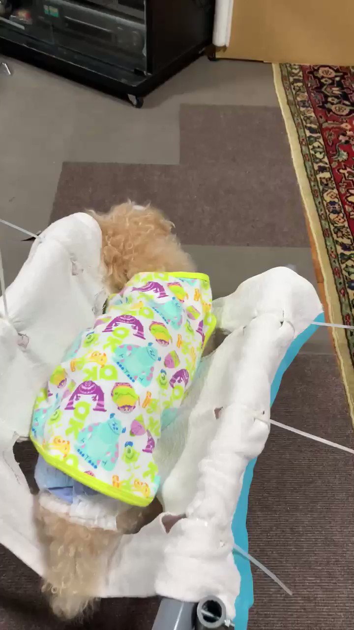 おまる Youtubeで犬の歩行器作り方を紹介してくれてる方の動画を参考に作った歩行器 体が左向きに曲がっちゃって さらにこの数週間すっかり寝たきりだった15歳の犬が久しぶりに立った状態で歩けて母のところまで行ってお祭り騒ぎ 大フィーバー