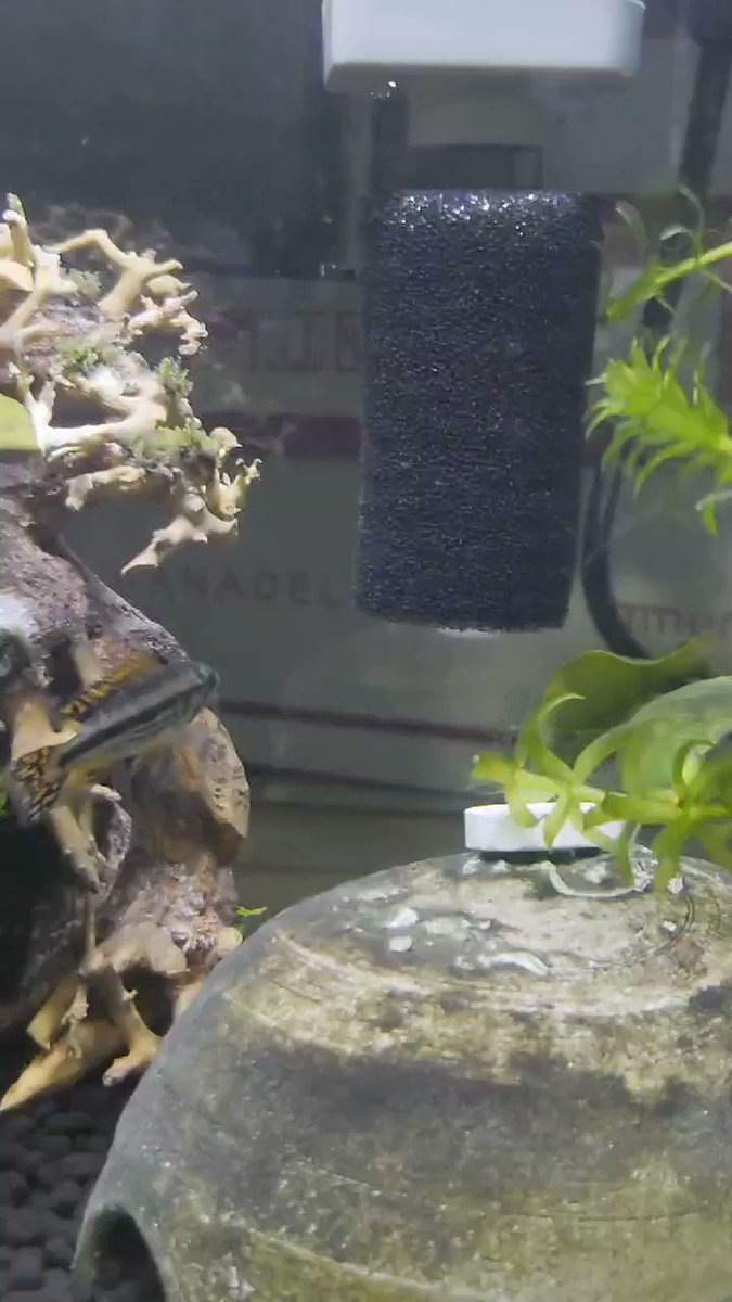 ﾌﾟﾚﾓｽのtwitterリアルタイム検索結果 Meyou ミーユー