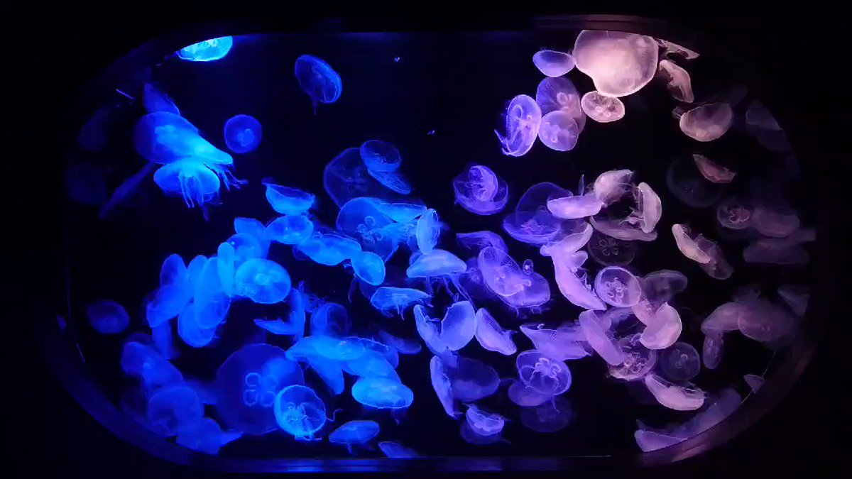 くらげうみ。さま GW開けたら癒されに行きたい。 . . . #方座浦 #水中ワイド