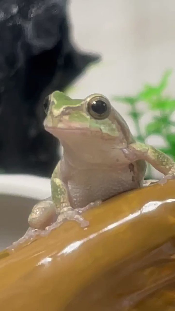 カエルの合唱 Twitter Search Twitter