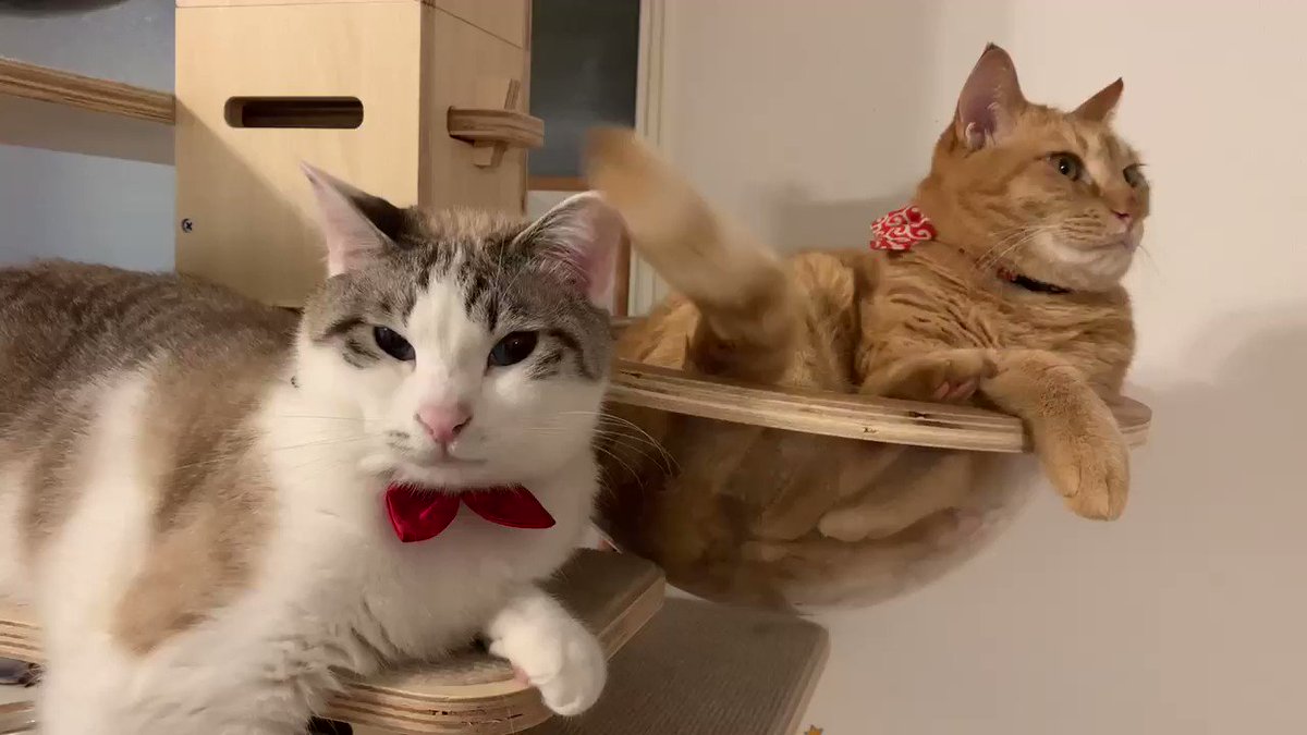 ちょっと・・・しっぽがじゃま！それでも気にせずしっぽをふりふりしてくる猫ｗｗｗ