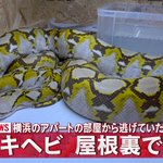 生きてた、横浜市のアパートから逃げ出したニシキヘビが発見!