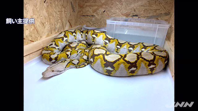 飼い主 X ニシキヘビ Hotワード 飼い主 X ニシキヘビ Hotワード