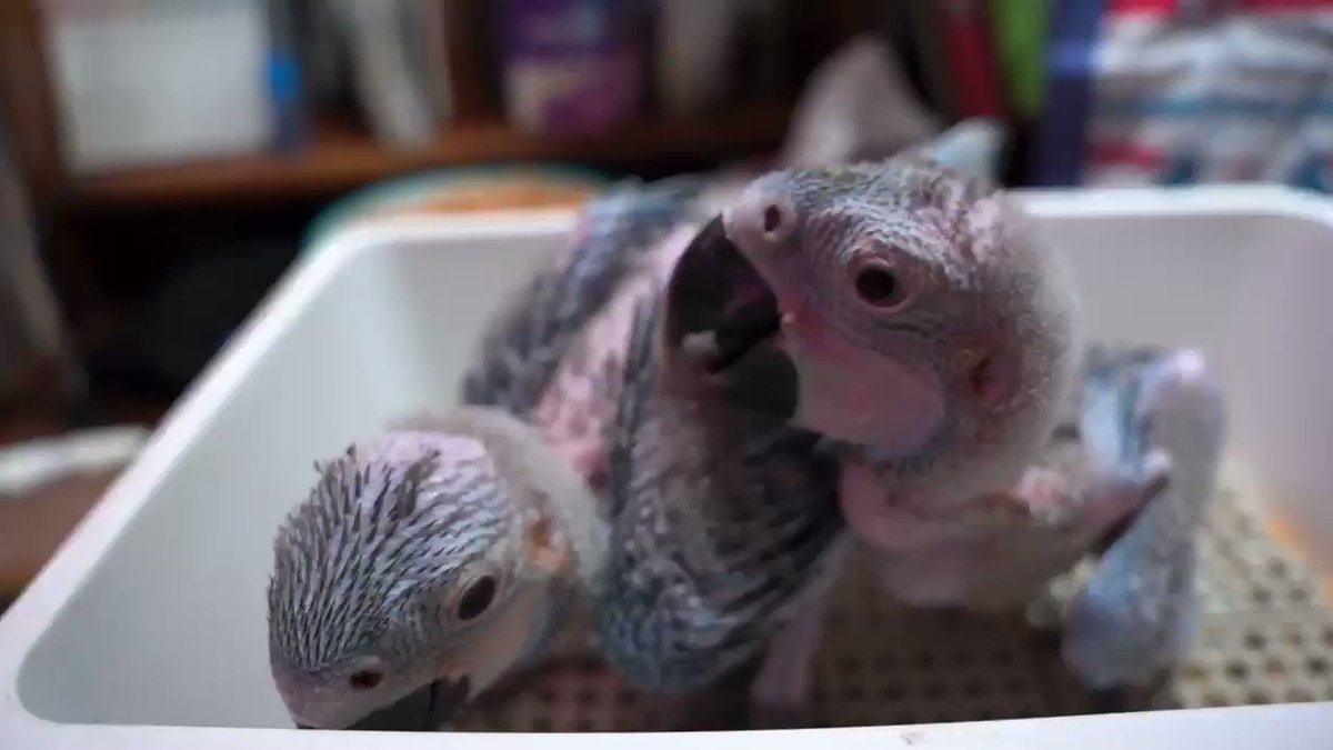 インコ専門店 インコ屋 インコ専門店 インコ屋
