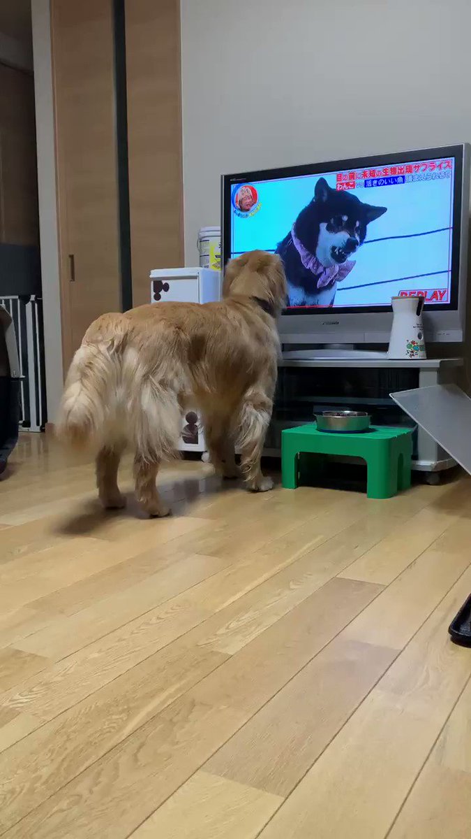 動く魚にビクッ テレビに映る柴犬と同じタイミングで驚くゴールデンさんが面白すぎ Mofmo