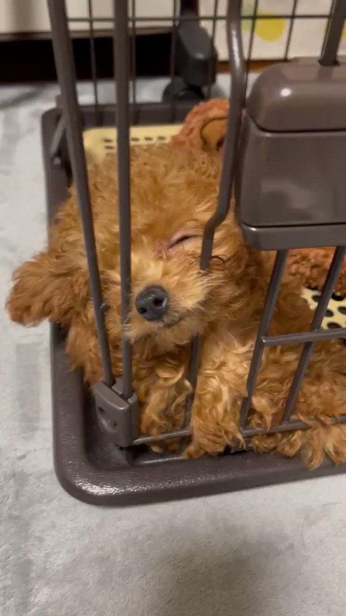 ゆきちゃん Ogeogenene Twitter