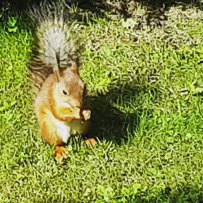 #animals #squirrel #nature #FlyMyRa https://t.co/cF12FonkoO