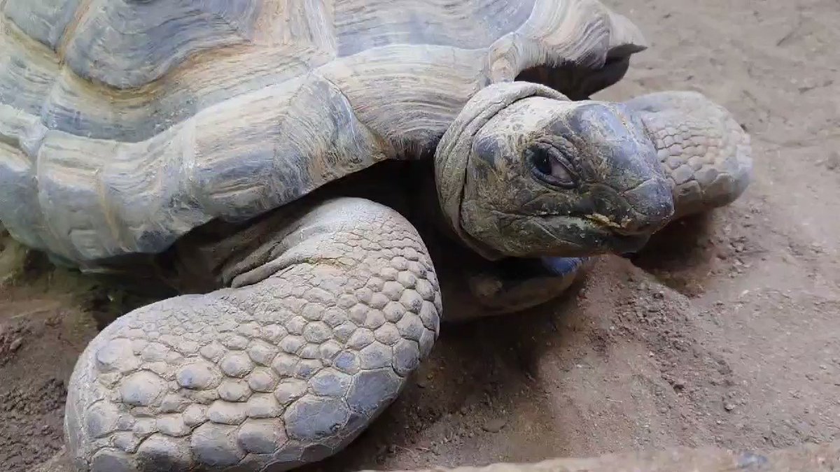 福山市立動物園 公式 S Tweet 5 23 世界カメの日 Worldturtleday カメ は英語で Turtle タートル や Tortoise トータス と呼ばれますが Turtle は カメ全般 Tortoise は リクガメ を指します 以上 かめ知識でした 福山市立動物園 インド 福山市立動物園 公式 S Tweet 5 23 世界カメの日 Worldturtleday カメ は英語で Turtle タートル や Tortoise トータス と呼ばれますが Turtle は カメ全般 Tortoise は リクガメ を指します 以上 かめ知識でした 福山市立動物園 インド