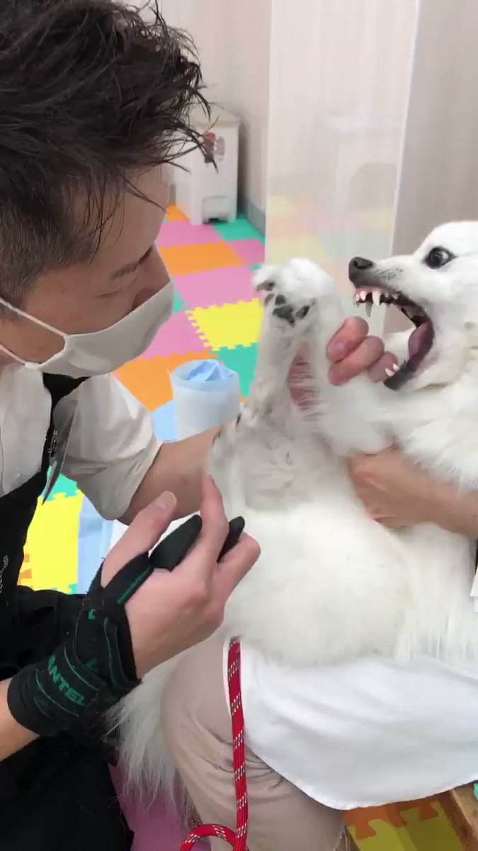 ニコわん幼稚園犬幸村 新潟県三条市 Kenkohmura2 Twitter