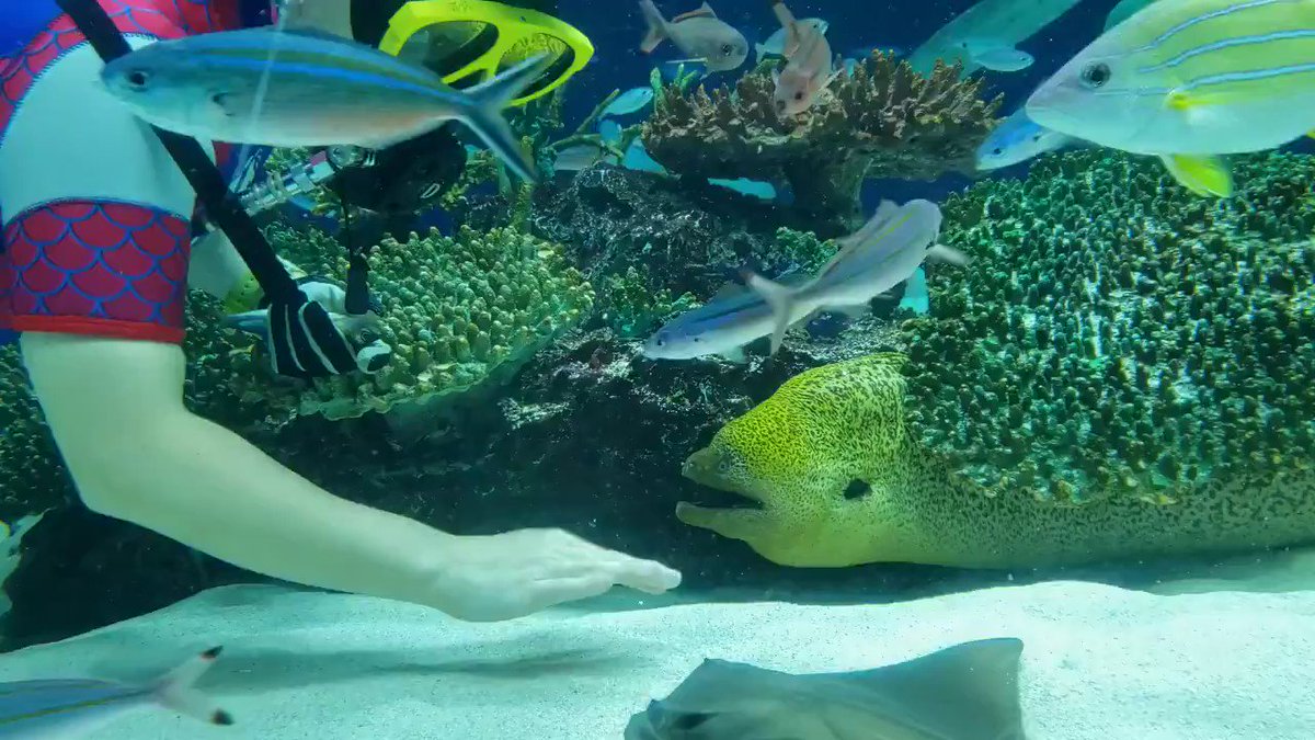海のギャング「ウツボ」実は大人しい性格？？餌やり風景が穏やかすぎる！