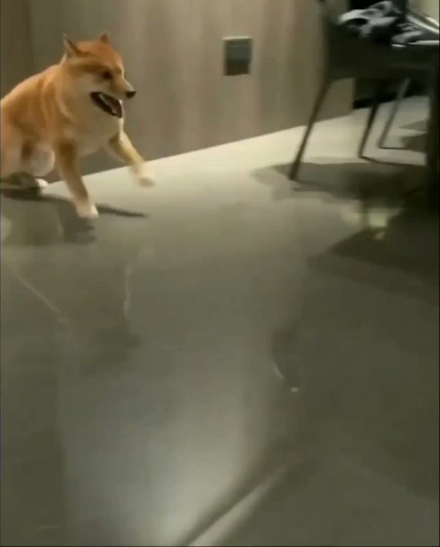 shiba throws food bowl