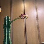 何年かに一度の一夜しか咲かないサボテンの花がきれい!タイムプラスで撮影した動画が話題に!