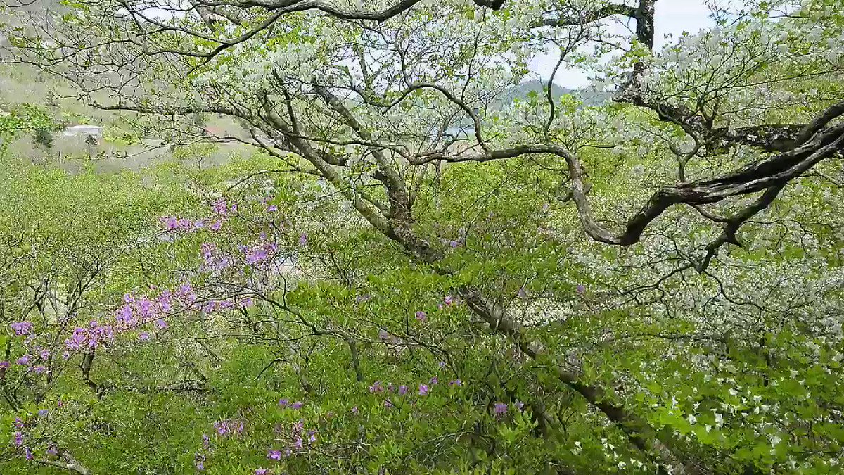 21年05月25日の赤城山 赤城山日記 21年05月25日の赤城山 赤城山日記