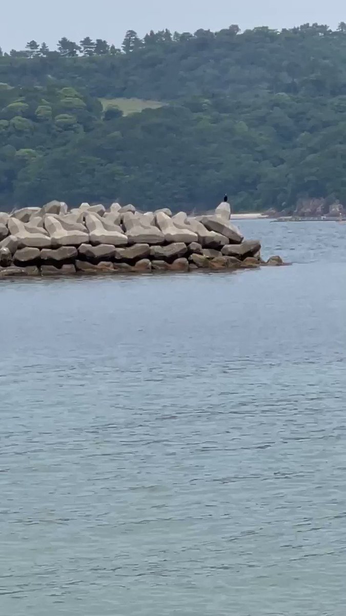 ゆきちゃん Ogeogenene Twitter