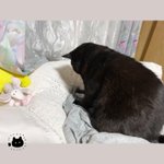 いつまでも見ていられる!飼い主のカーディガンを無心でコネコネし続ける猫さんw