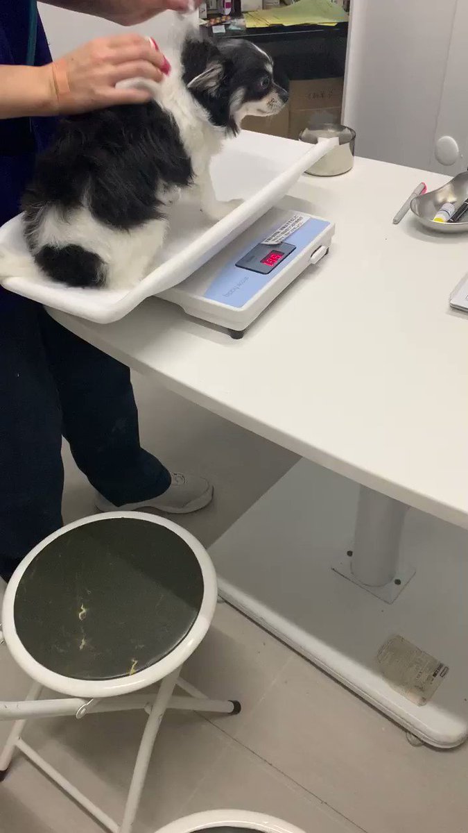 注射をされる直前のチワワちゃんが怖がりに怖がっている様子がかわいそうだけど笑ってしまう バカ必死で草 すごい断末魔www Togetter 注射をされる直前のチワワちゃんが怖がりに怖がっている様子がかわいそうだけど笑ってしまう バカ必死で草 すごい断末魔www Togetter