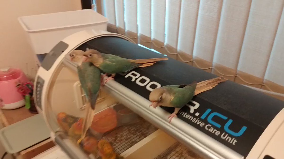 バードブリーダー湘南 Breeder Shonan Twitter バードブリーダー湘南 Breeder Shonan Twitter